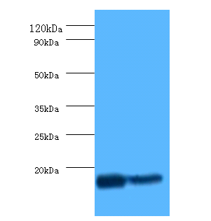 CD59 Polyclonal Antibody