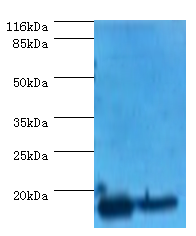 EIF4EBP2 Polyclonal Antibody