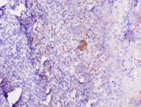 Immunohistochemistry of paraffin-embedded human tonsil at dilution of 1:10