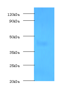 Lox Polyclonal Antibody