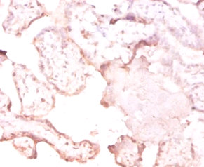 Immunohistochemistry of paraffin-embedded human placenta at dilution of 1:50