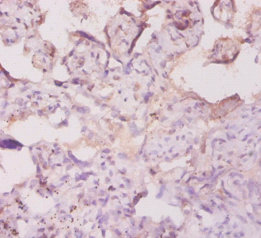 Immunohistochemistry of paraffin-embedded human placenta at dilution of 1:20