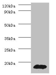 PHPT1 Polyclonal Antibody (20 µl)
