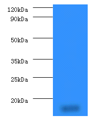 PHPT1 Polyclonal Antibody