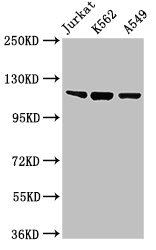 Tlr7 Polyclonal Antibody