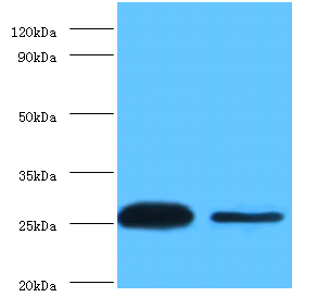 TNF Polyclonal Antibody