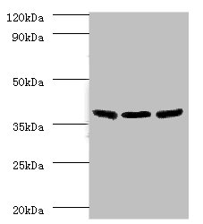 IDH3B Polyclonal Antibody (50 µl)