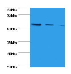 NAPRT Polyclonal Antibody