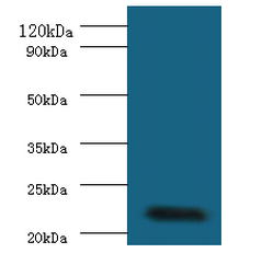IFNA2 Polyclonal Antibody