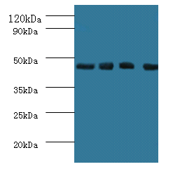 IDO1 Polyclonal Antibody