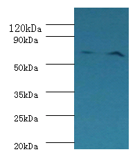 Klkb1 Polyclonal Antibody