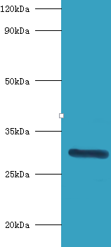 INMT Polyclonal Antibody