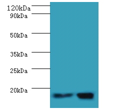 MRPL55 Polyclonal Antibody