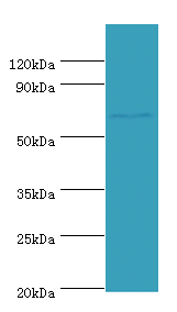 LRRC40 Polyclonal Antibody