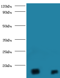 DAOA Polyclonal Antibody