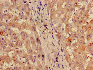 RPL28 Polyclonal Antibody, Biotin Conjugated