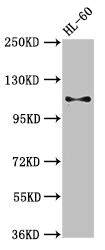 Cd163 Polyclonal Antibody