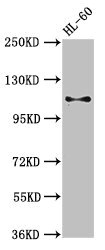 Cd163 Polyclonal Antibody (50 µl)