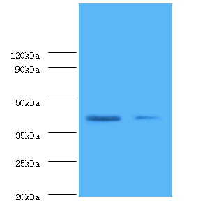 lapB Polyclonal Antibody