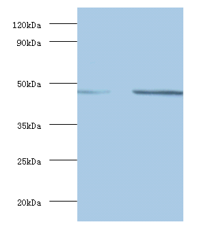 DDX39B Polyclonal Antibody