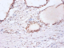 Immunohistochemistry of paraffin-embeded human prostate at dilution of 1:100