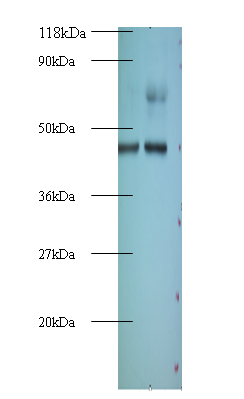 EIF4A2 Polyclonal Antibody