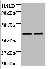 B4GALT3 Polyclonal Antibody