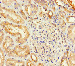 Immunohistochemistry of paraffin-embedded human kidney tissue at dilution of 1:100