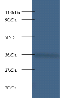 CYC1 Polyclonal Antibody