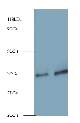 SNRPG Polyclonal Antibody
