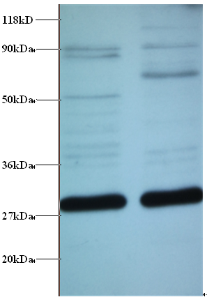 C21orf33 Polyclonal Antibody