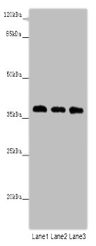 HNRNPD Polyclonal Antibody