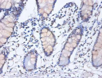 Immunohistochemistry of paraffin-embeded human small intestine at dilution of 1:100