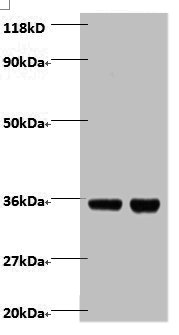 ZBED1 Polyclonal Antibody