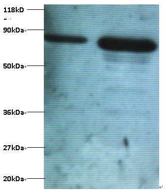 OTUB1 Polyclonal Antibody
