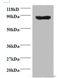 CDK11A Polyclonal Antibody