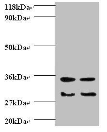 TGFA Polyclonal Antibody