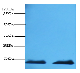 MB Polyclonal Antibody