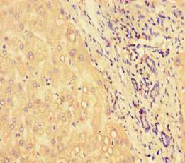 HSPA13 Polyclonal Antibody