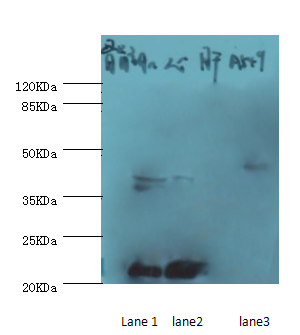 MSTN Polyclonal Antibody