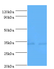 CASP7 Polyclonal Antibody