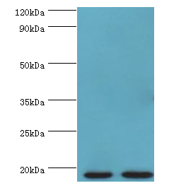 MB Polyclonal Antibody