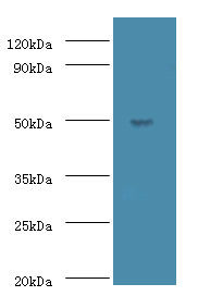 ACTL7A Polyclonal Antibody