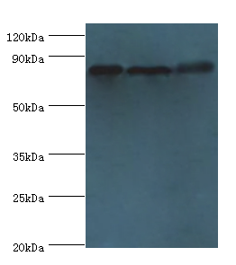 ASPH Polyclonal Antibody