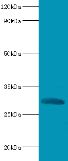 Cela2a Polyclonal Antibody