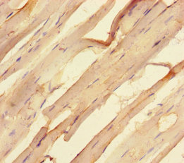 STK25 Polyclonal Antibody