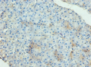 GRP Polyclonal Antibody