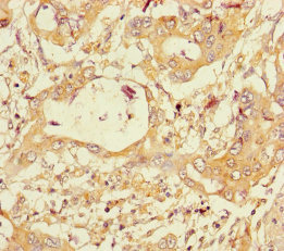 PGLYRP2 Polyclonal Antibody