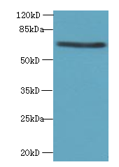 TRAF6 Polyclonal Antibody