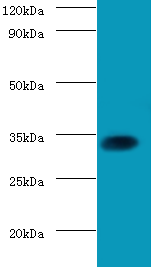 SOX2 Polyclonal Antibody